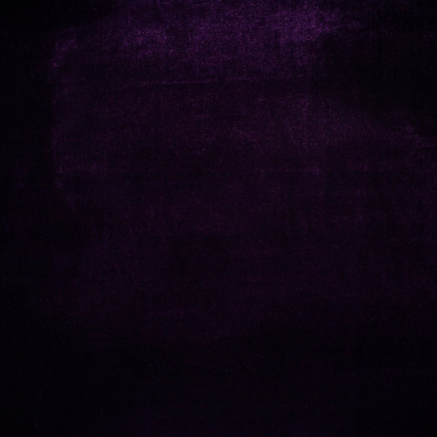 Catifea Elastica Violet